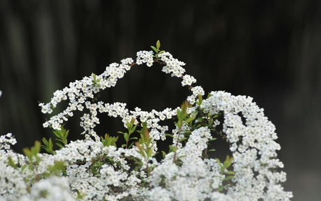 珍珠花的栽培养护技术