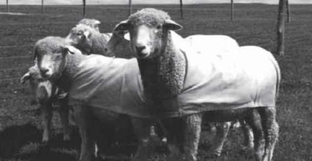 J.W 高端面料系列-Cerruti 1881