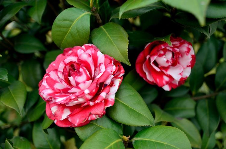 秋天养护茶花,注意这几点,再也不怕养死茶花,开花多又旺