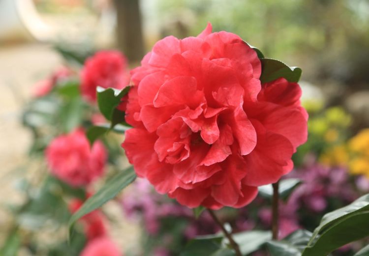 秋天养护茶花,注意这几点,再也不怕养死茶花,开花多又旺