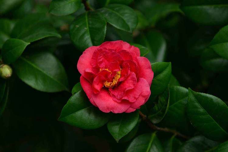 秋天养护茶花,注意这几点,再也不怕养死茶花,开花多又旺