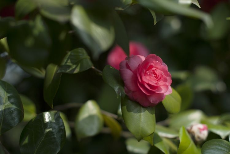 秋天养护茶花,注意这几点,再也不怕养死茶花,开花多又旺