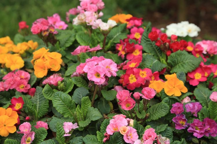 秋天养护茶花,注意这几点,再也不怕养死茶花,开花多又旺