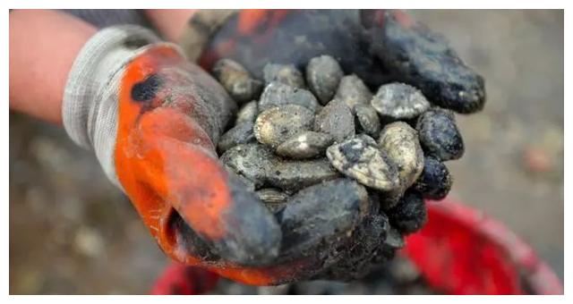 【泉州】崇武除了石雕、石城,还有种“石获”的东西,你知道吗?