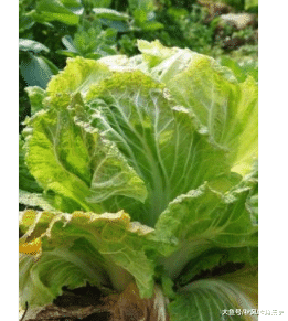 白菜的种植方法与养护