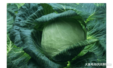 白菜的种植方法与养护