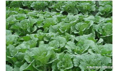 白菜的种植方法与养护