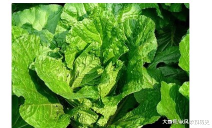 白菜的种植方法与养护