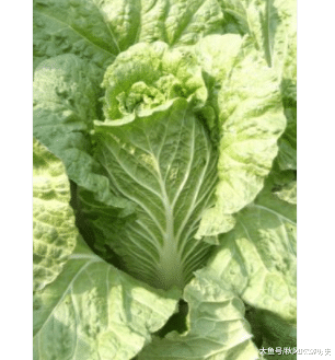 白菜的种植方法与养护