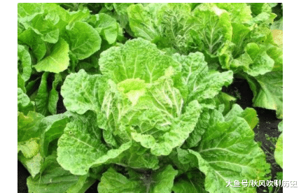 白菜的种植方法与养护