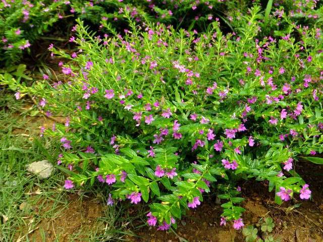 想要养开花植物,试试紫花满天星,花量大,养护注意几点轻松爆盆
