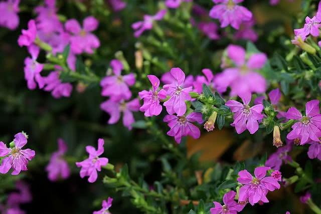 想要养开花植物,试试紫花满天星,花量大,养护注意几点轻松爆盆