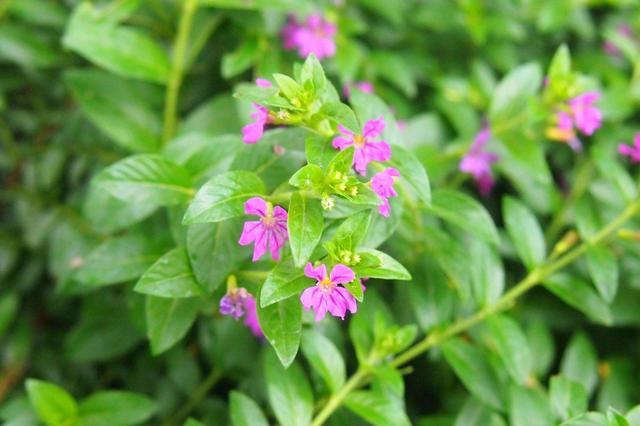 想要养开花植物,试试紫花满天星,花量大,养护注意几点轻松爆盆