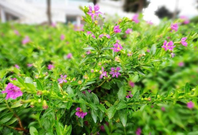 想要养开花植物,试试紫花满天星,花量大,养护注意几点轻松爆盆
