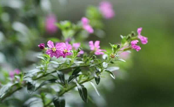 想要养开花植物,试试紫花满天星,花量大,养护注意几点轻松爆盆