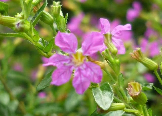 想要养开花植物,试试紫花满天星,花量大,养护注意几点轻松爆盆