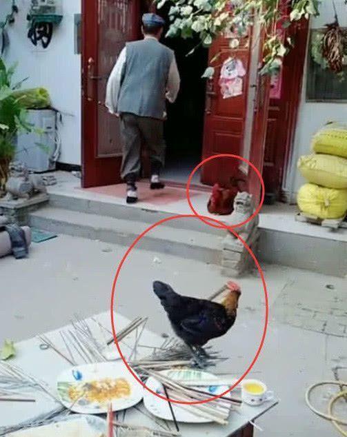 大衣哥看院子杂乱不堪，饭桌上站着家禽，气冲冲走回房中！