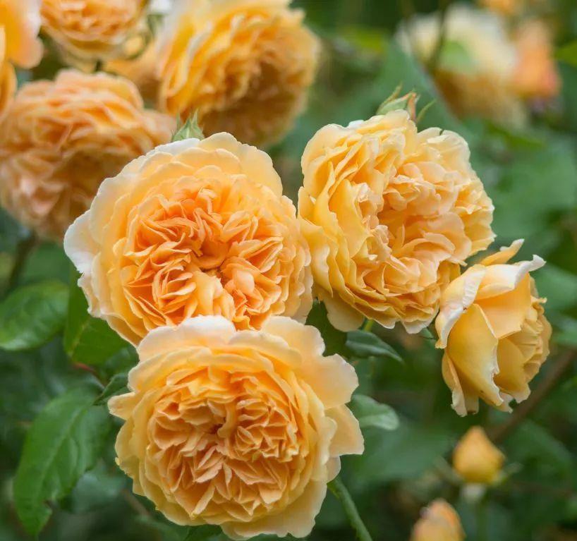 养花成为花痴，什么花都喜欢在室内盆栽养护几盆，点缀生活