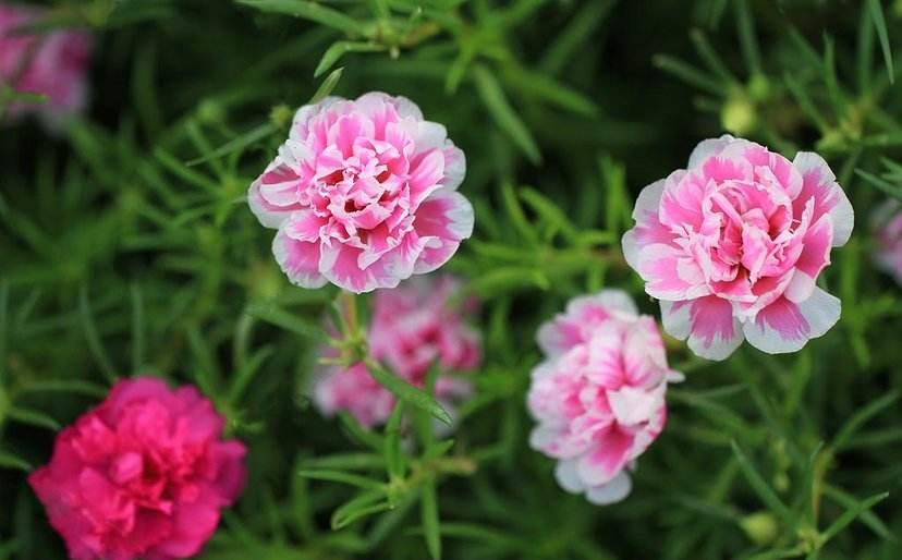 养花成为花痴，什么花都喜欢在室内盆栽养护几盆，点缀生活