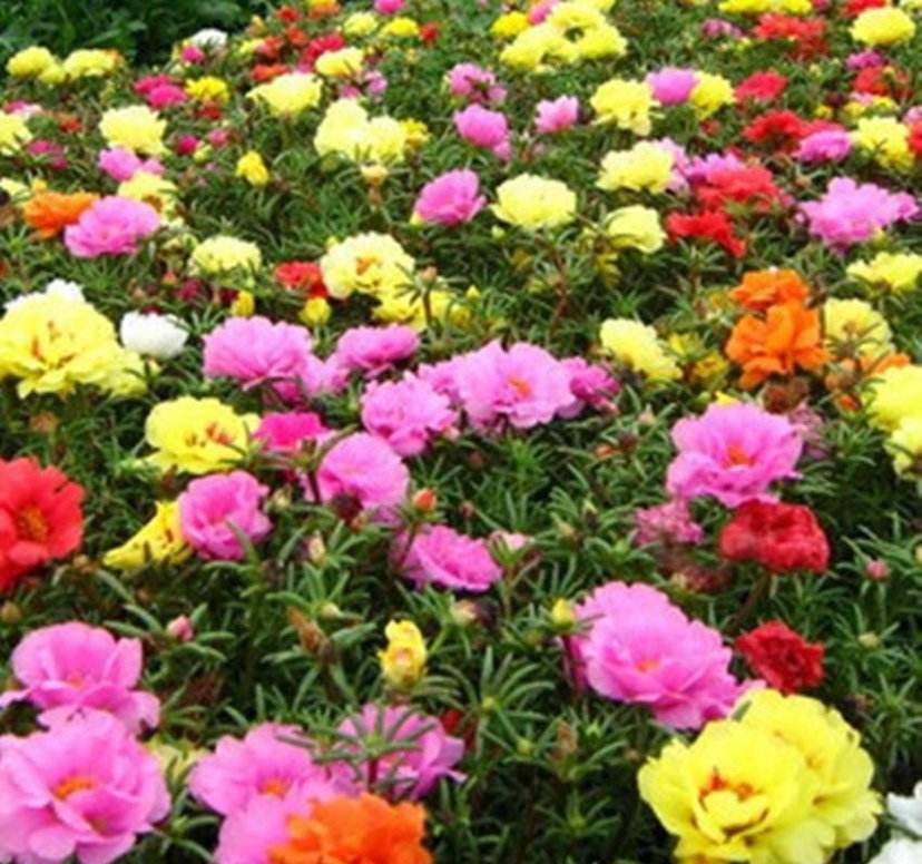 养花成为花痴，什么花都喜欢在室内盆栽养护几盆，点缀生活