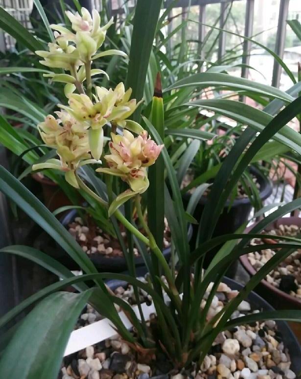 此款兰花没有香气,养护5点做到位,冬春两季持续不断地开花