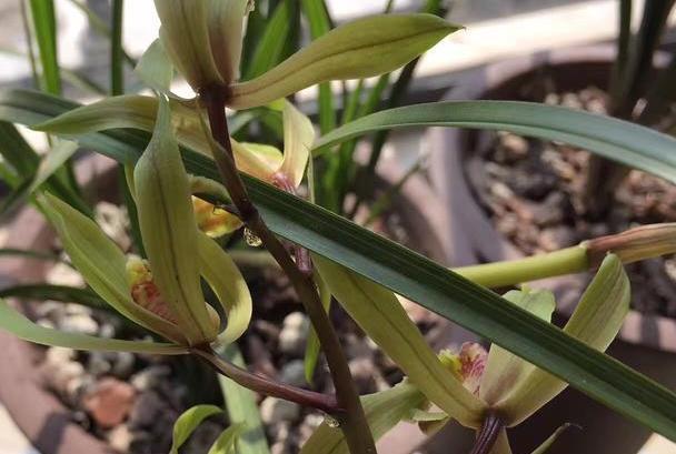 此款兰花没有香气,养护5点做到位,冬春两季持续不断地开花