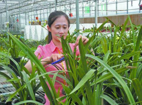 此款兰花没有香气,养护5点做到位,冬春两季持续不断地开花