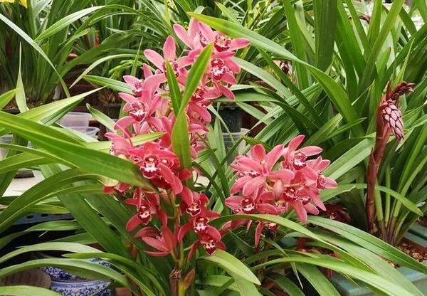 此款兰花没有香气,养护5点做到位,冬春两季持续不断地开花