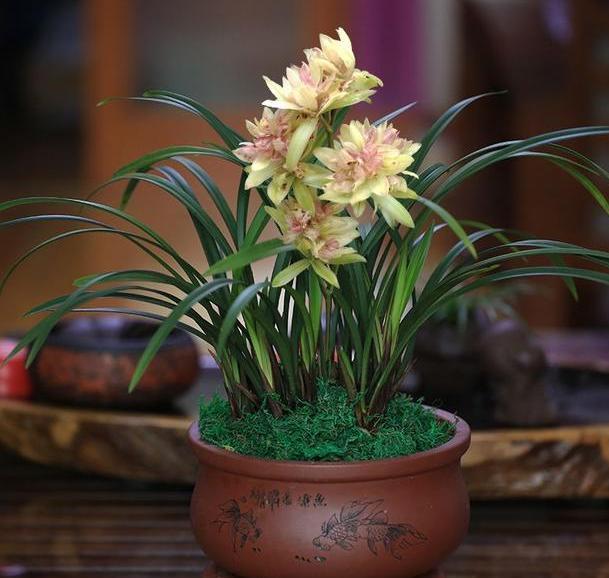 此款兰花没有香气,养护5点做到位,冬春两季持续不断地开花