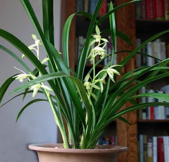 此款兰花没有香气,养护5点做到位,冬春两季持续不断地开花