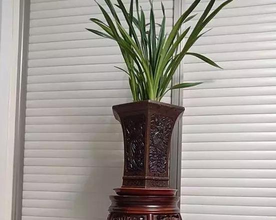 此款兰花没有香气,养护5点做到位,冬春两季持续不断地开花