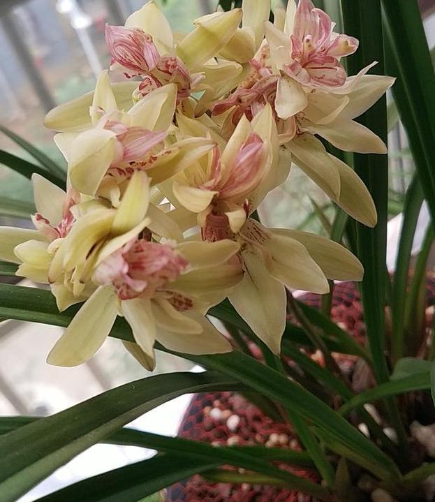 此款兰花没有香气,养护5点做到位,冬春两季持续不断地开花