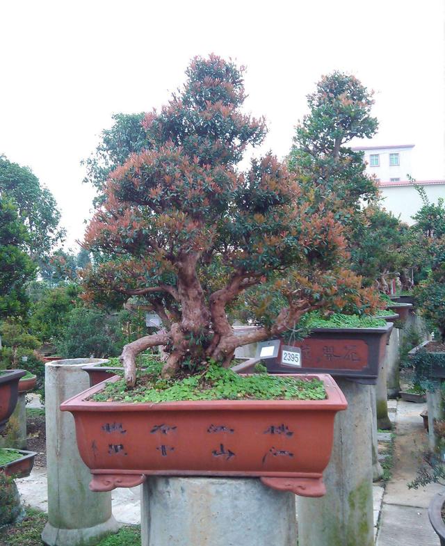 树形优美，交错的叶片更显“奇感”，赤楠养成盆景造型很重要！