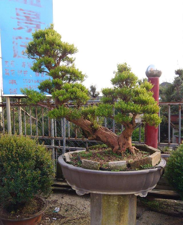 树形优美，交错的叶片更显“奇感”，赤楠养成盆景造型很重要！