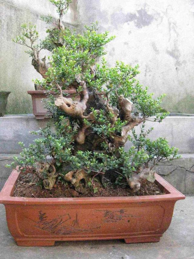 树形优美，交错的叶片更显“奇感”，赤楠养成盆景造型很重要！