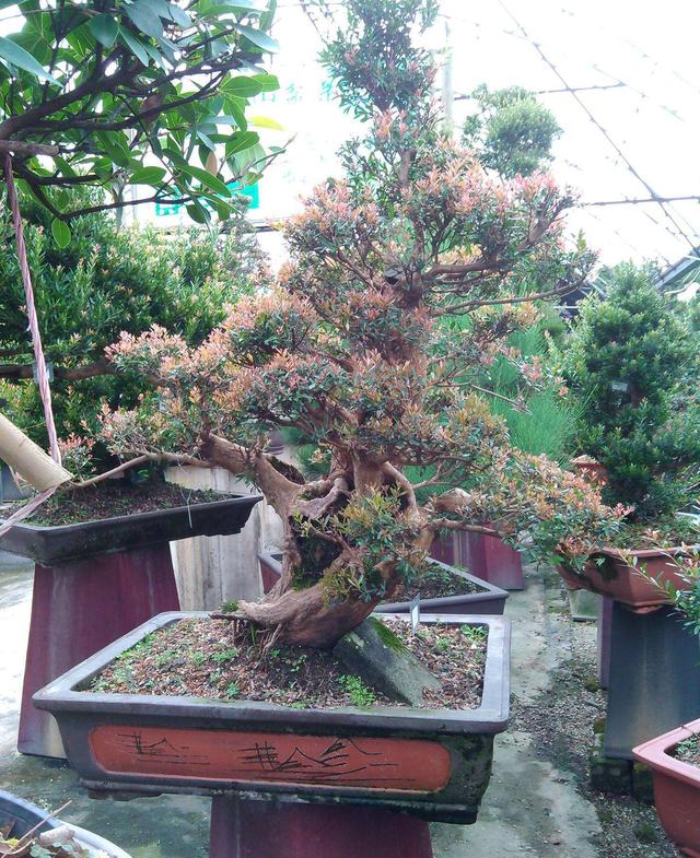 树形优美，交错的叶片更显“奇感”，赤楠养成盆景造型很重要！