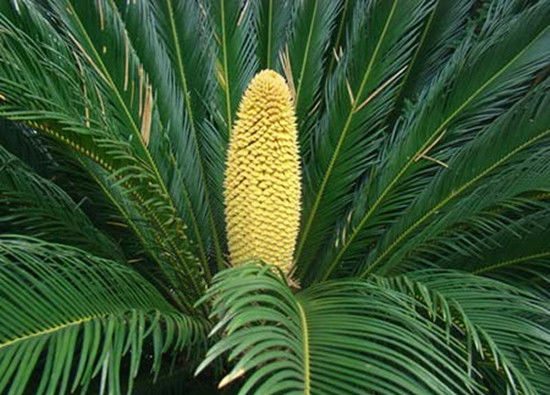 室内盆栽花卉篇：和铁树长得很像的植物苏铁怎么养？