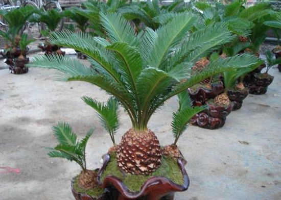 室内盆栽花卉篇：和铁树长得很像的植物苏铁怎么养？