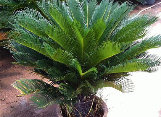室内盆栽花卉篇：和铁树长得很像的植物苏铁怎么养？