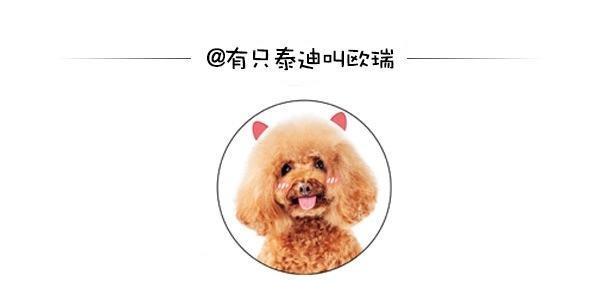 10岁搜救犬光荣退休终于卸下装备换上玩具享受幸福狗生
