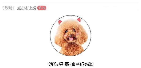 10岁搜救犬光荣退休终于卸下装备换上玩具享受幸福狗生