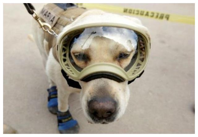 10岁搜救犬光荣退休终于卸下装备换上玩具享受幸福狗生