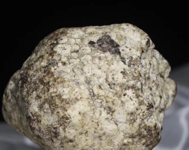 世界上最贵的便便！却是高级香水的重要原料？5斤就值500多万？