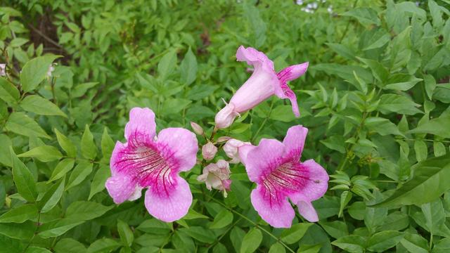 秋天养护凌霄花有技巧，学会几点，能让它越长越旺盛，花开爆盆