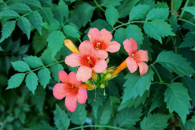 秋天养护凌霄花有技巧，学会几点，能让它越长越旺盛，花开爆盆