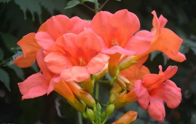 秋天养护凌霄花有技巧，学会几点，能让它越长越旺盛，花开爆盆