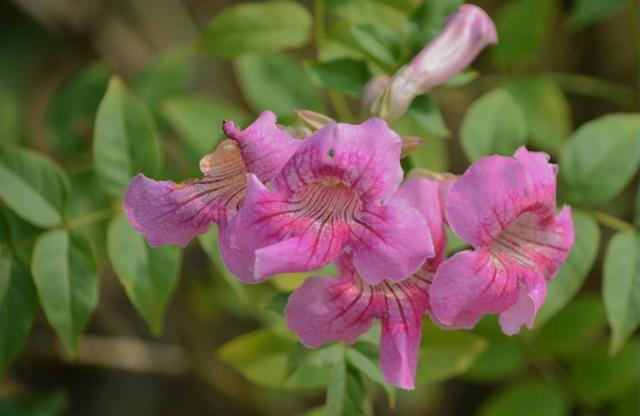 秋天养护凌霄花有技巧，学会几点，能让它越长越旺盛，花开爆盆