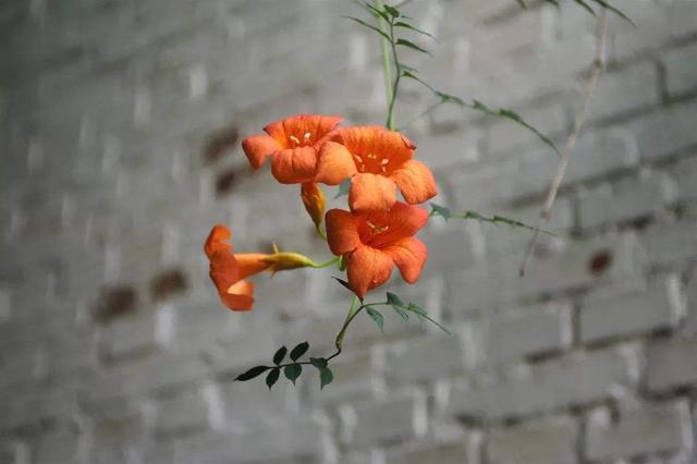 秋天养护凌霄花有技巧，学会几点，能让它越长越旺盛，花开爆盆