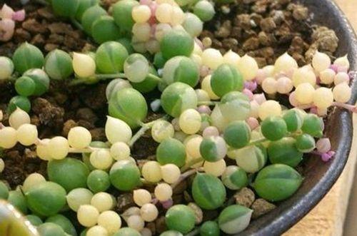 多肉“创意”养护，找根绳挂着养，呼呼长出“佛珠”叶