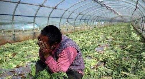 什么原因造成农产品滞销?到底怎么才能解决这个难题?